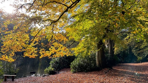 Autumn Trees Pools in Comer Woods